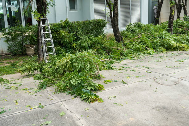 How Our Tree Care Process Works  in  Lorena, TX