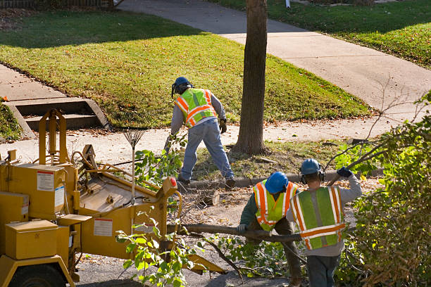 Best Stump Grinding and Removal  in Lorena, TX