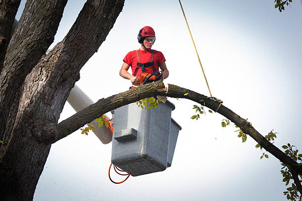 Best Fruit Tree Pruning  in Lorena, TX