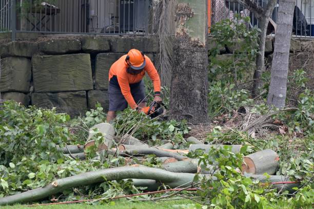 Best Tree and Shrub Care  in Lorena, TX