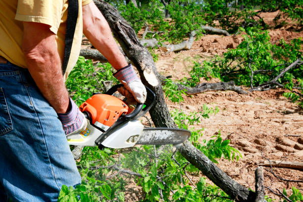 Best Hazardous Tree Removal  in Lorena, TX